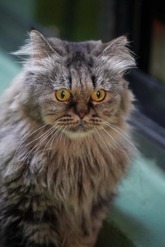 Rosie