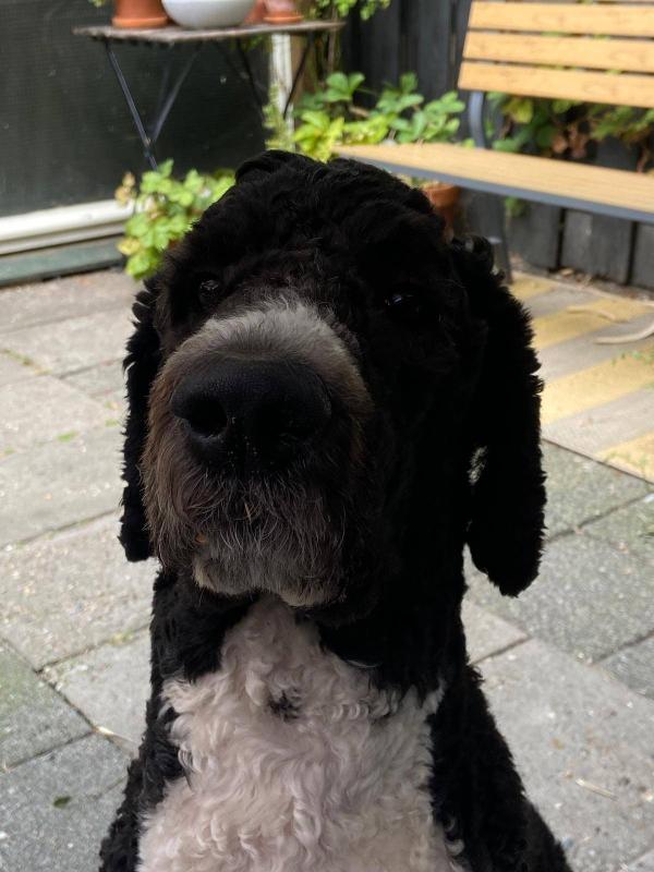 Otto
