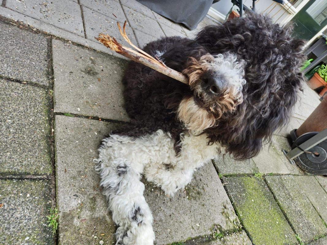 Otto