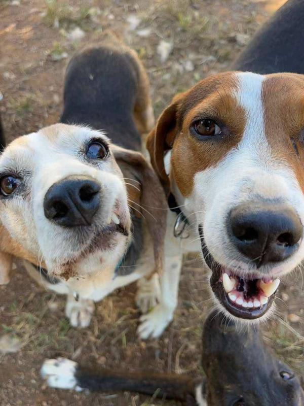 Rocco