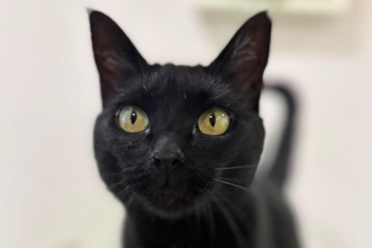 Nyx