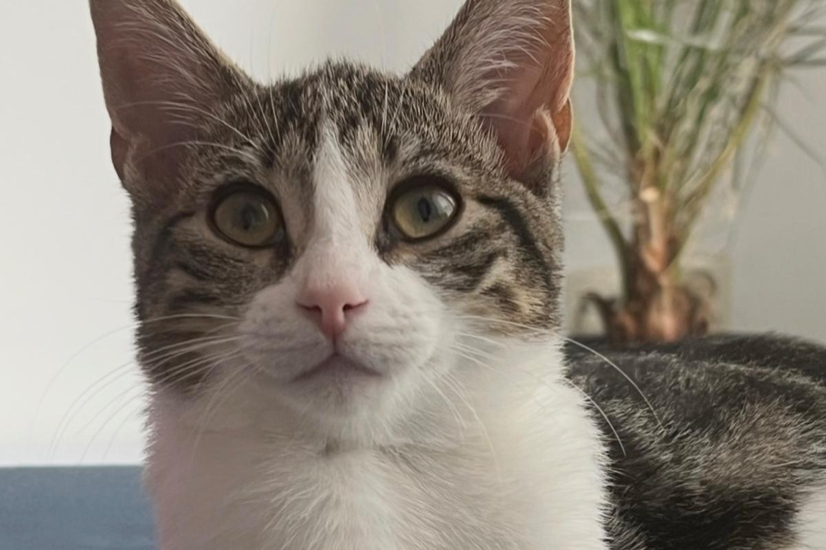 Cleo
