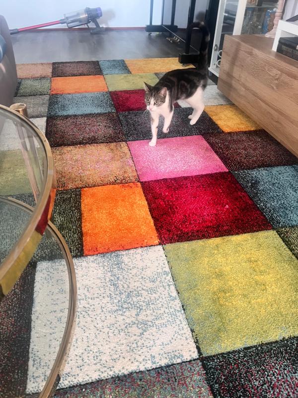 Cleo