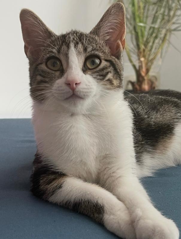 Cleo