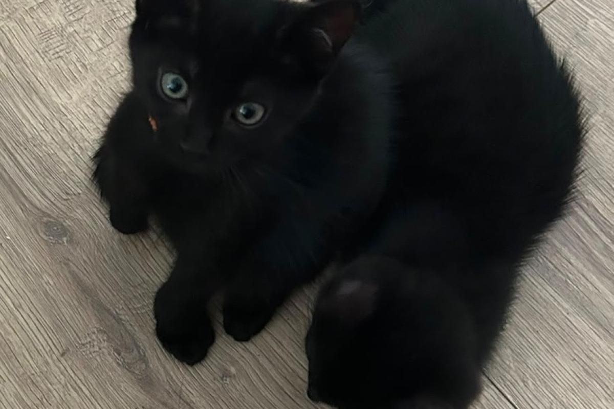 Snuffie