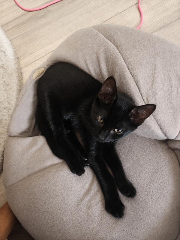 Snuffie