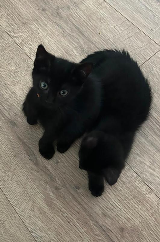 Sniffy