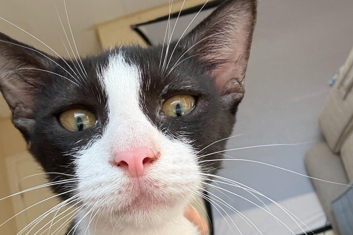 Ootje (Oreo)