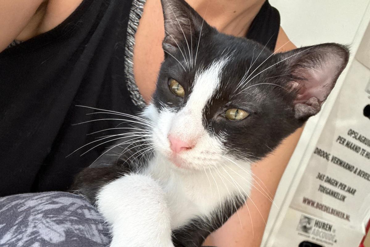 Ootje (Oreo)