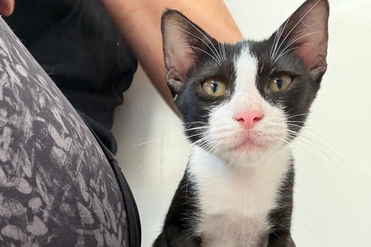 Ootje (Oreo)