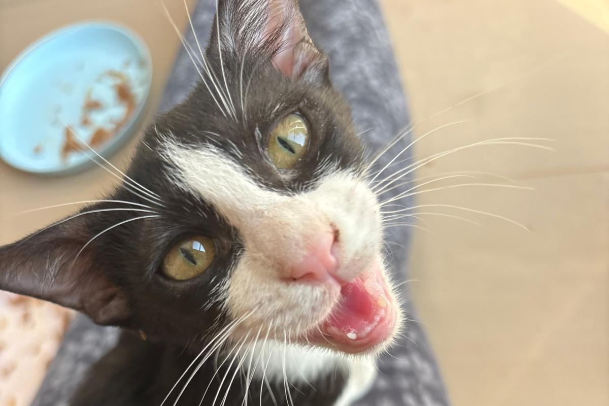 Ootje (Oreo)