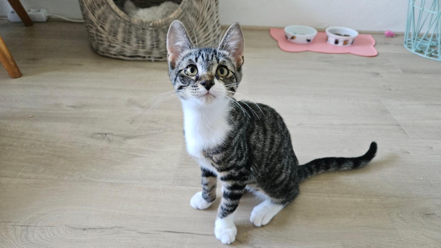 Ziggy