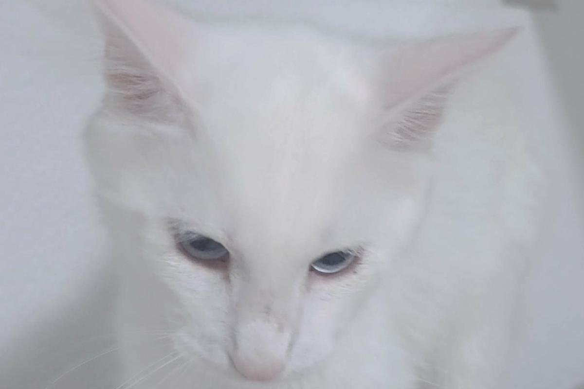 Koko
