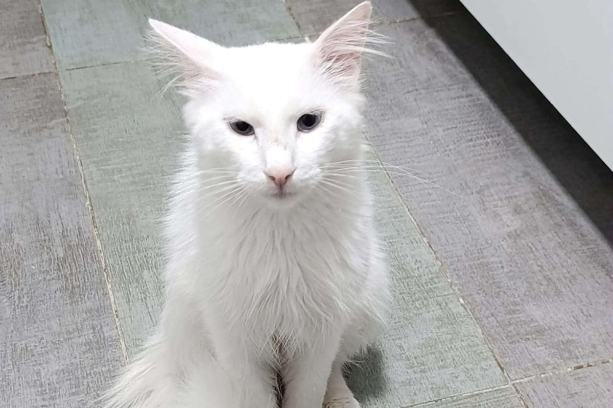Koko