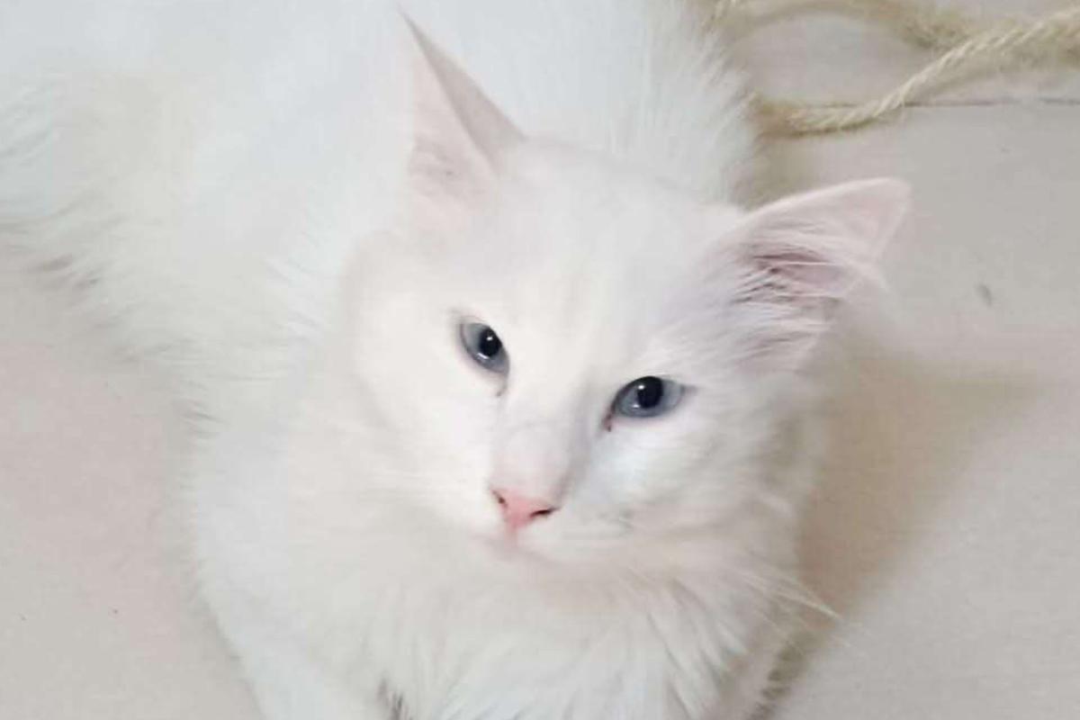 Koko