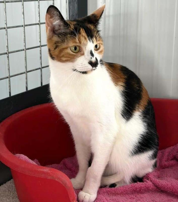 Estrella