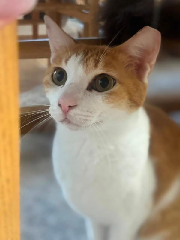 Tuti