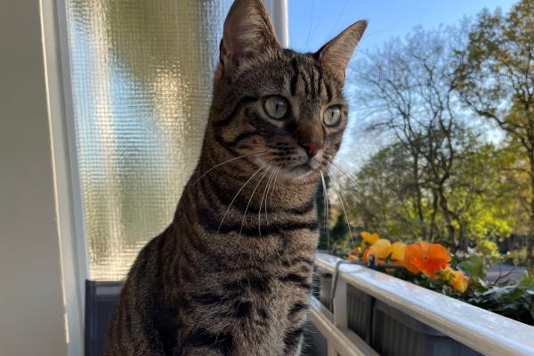 Lily