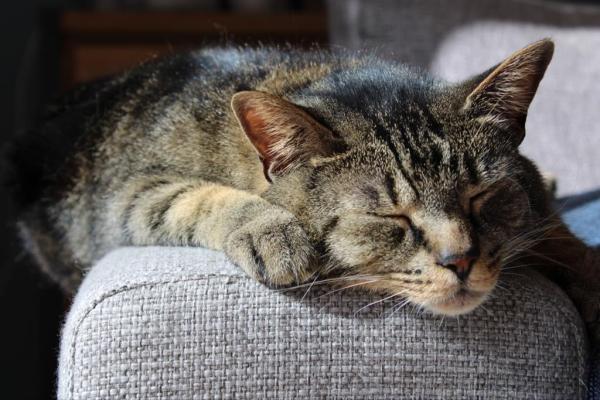 Joep