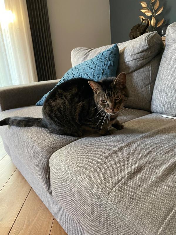 Joep