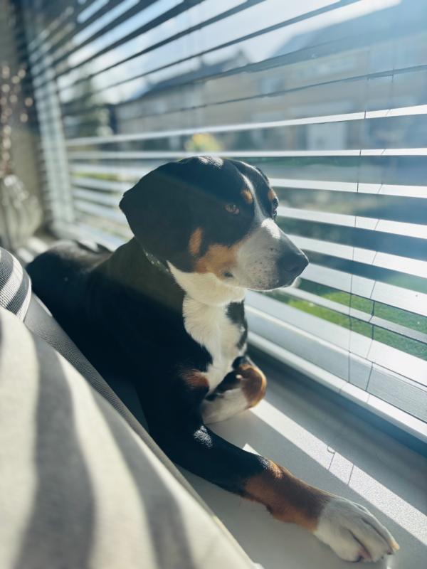 Kiki