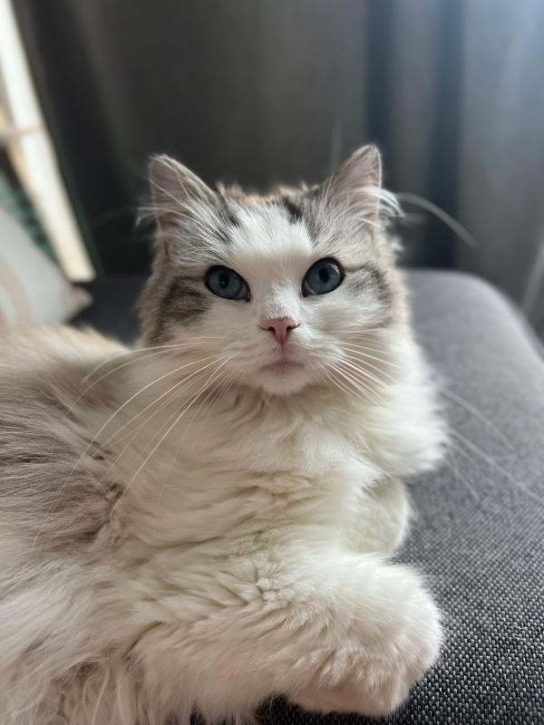 Shera