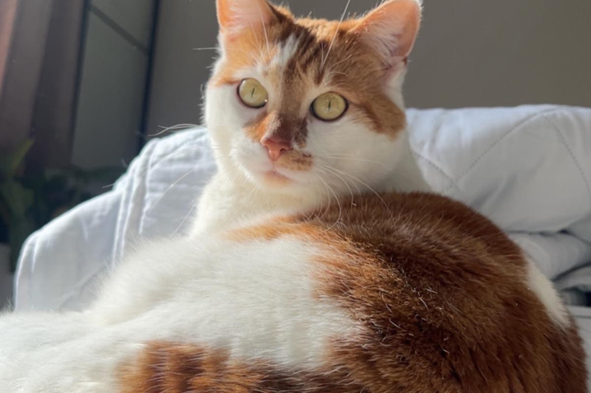 Simba