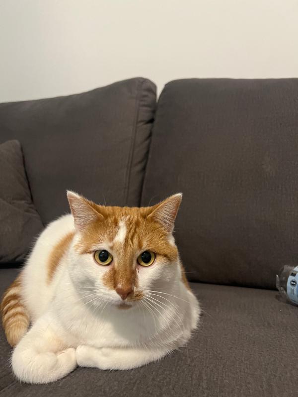 Simba