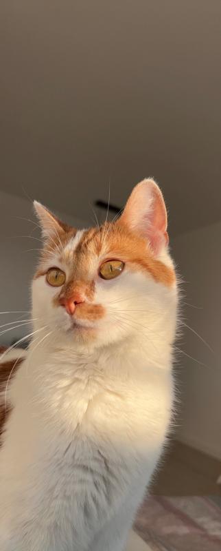 Simba