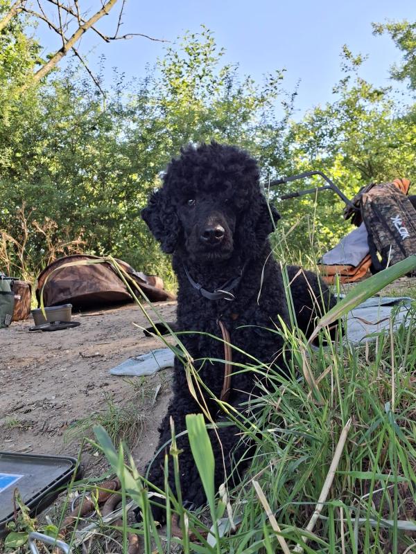 Obie
