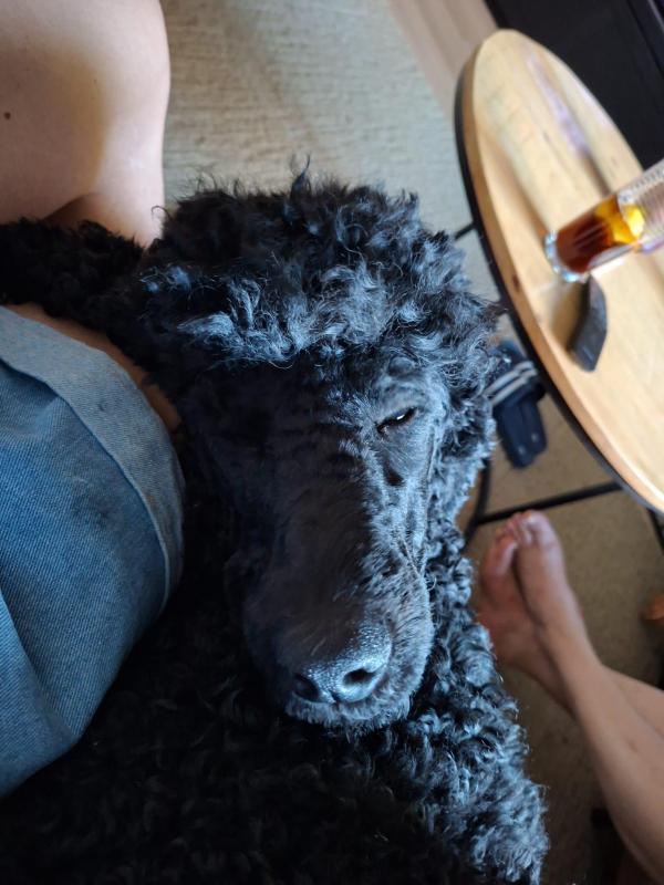 Obie