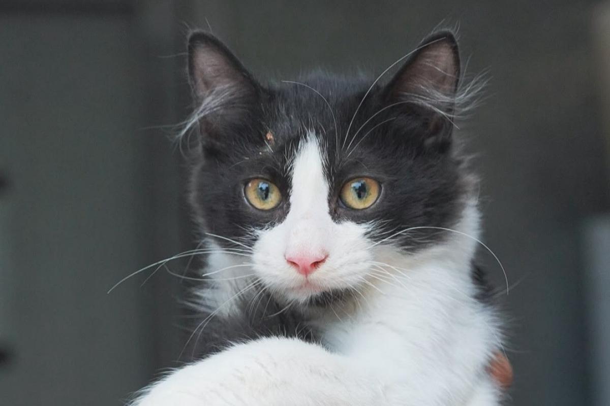 Bowie