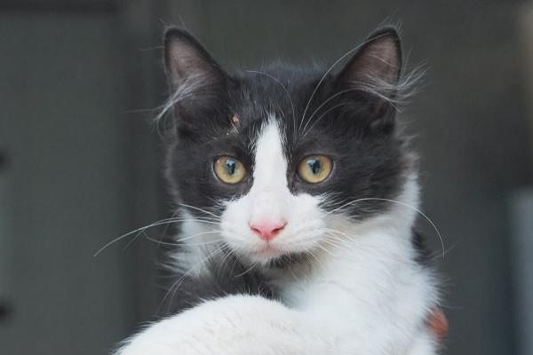 Bowie
