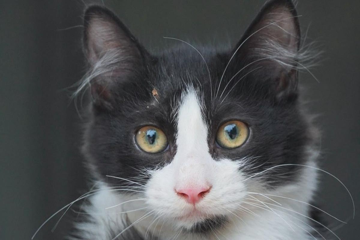 Bowie