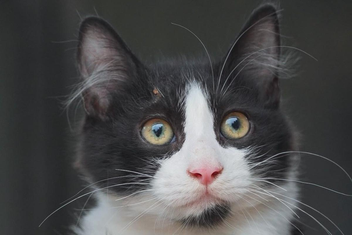 Bowie