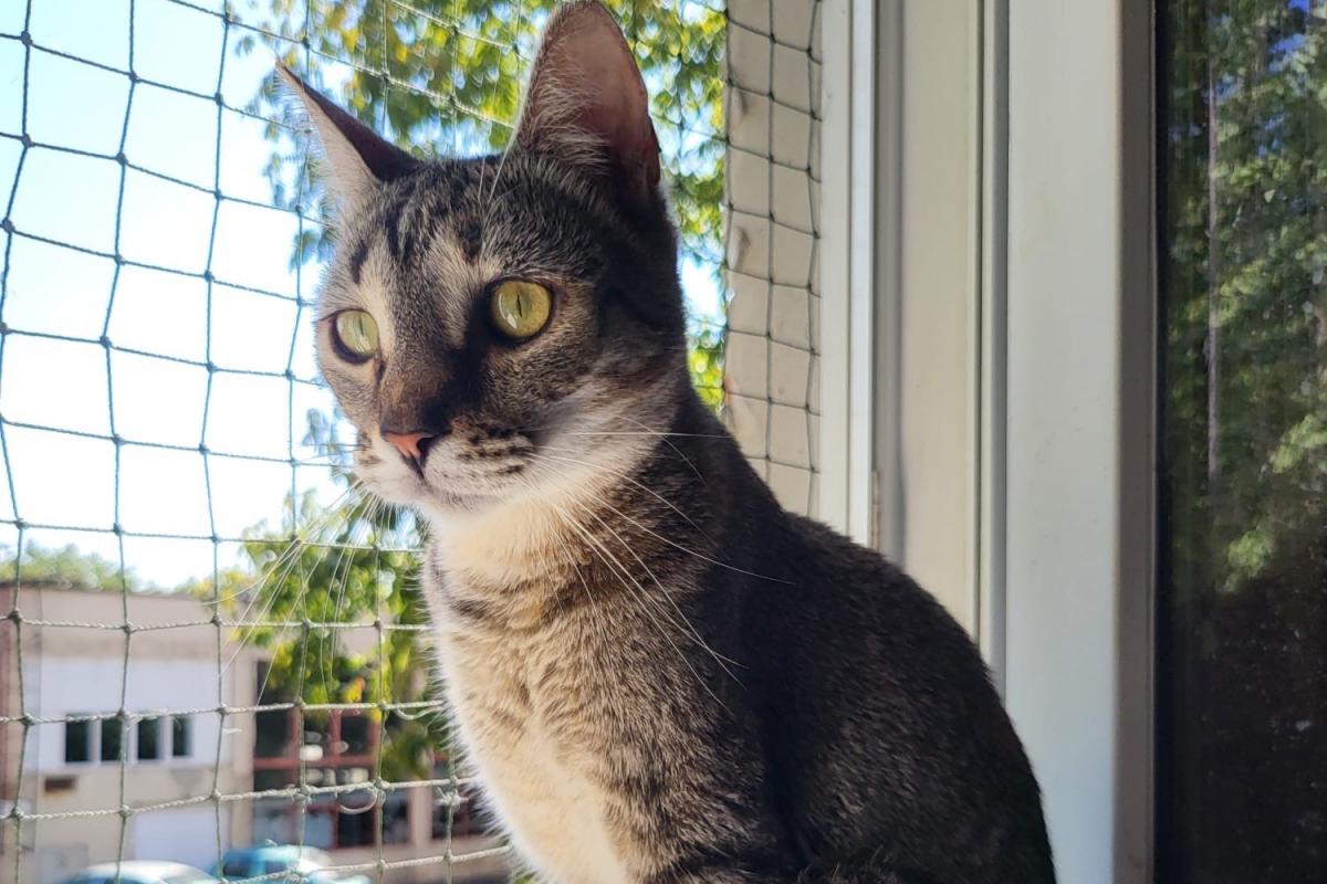 Daisy