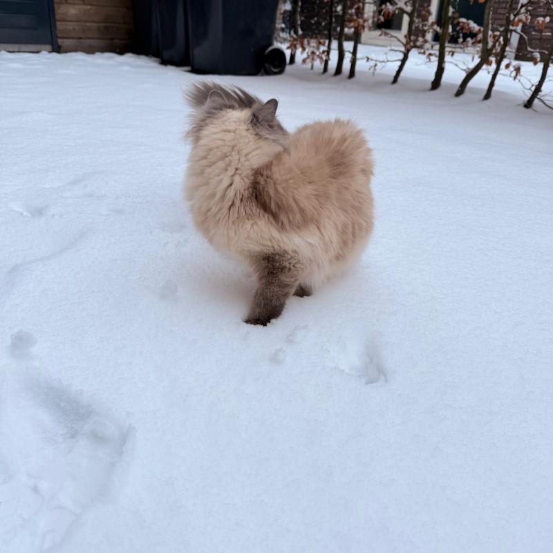 Snow