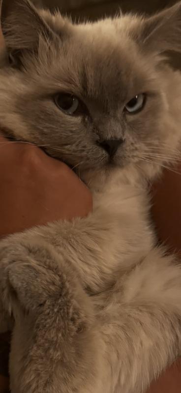 Teddy