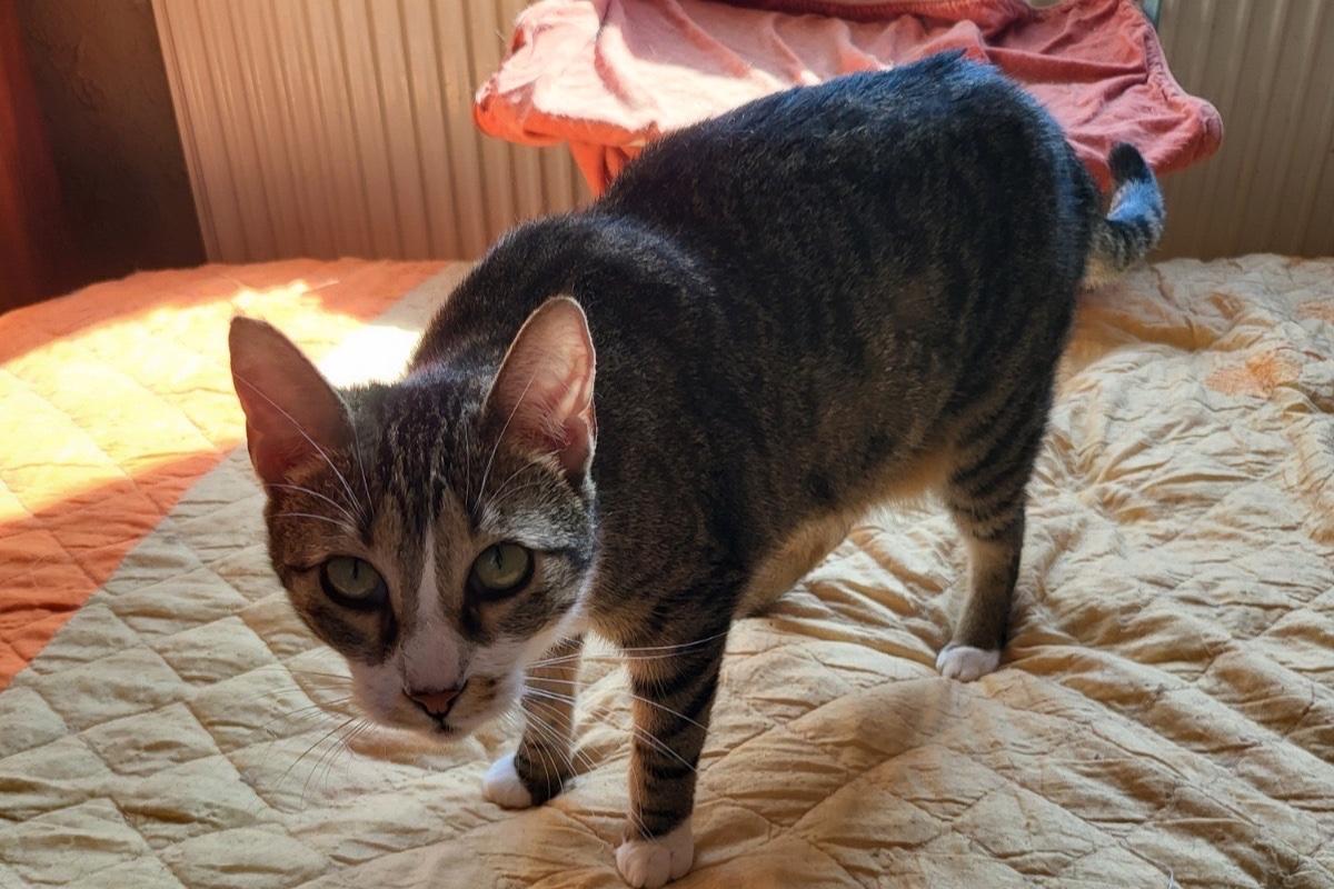 Callie