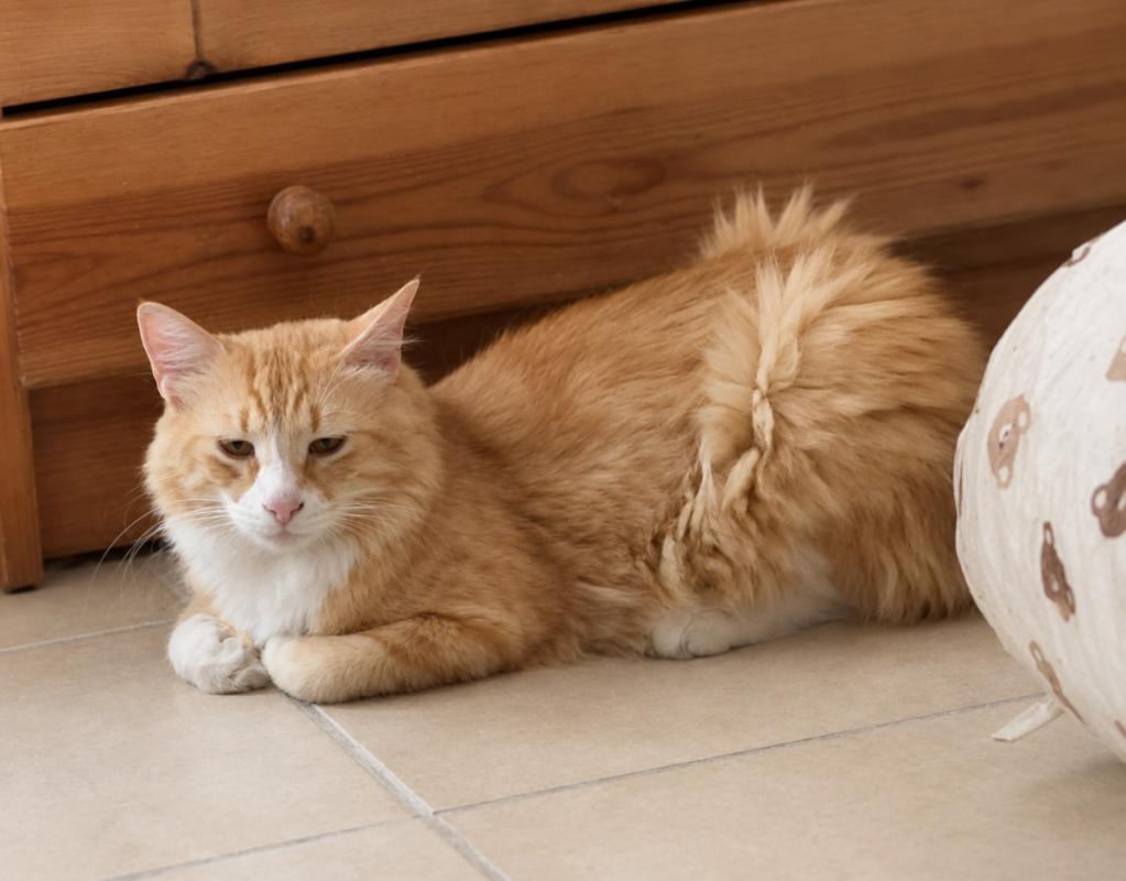 Fluffy