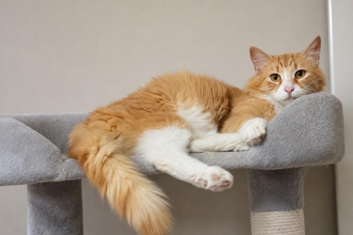 Fluffy