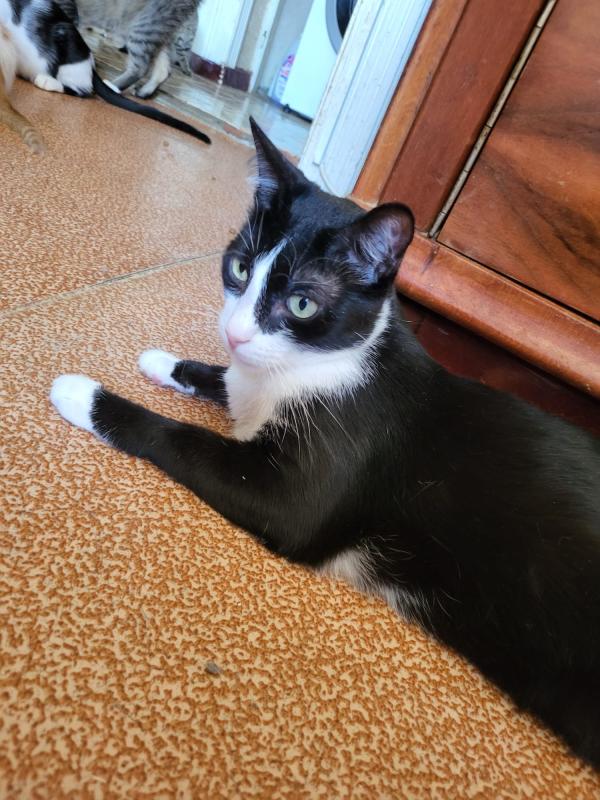 Sylvie