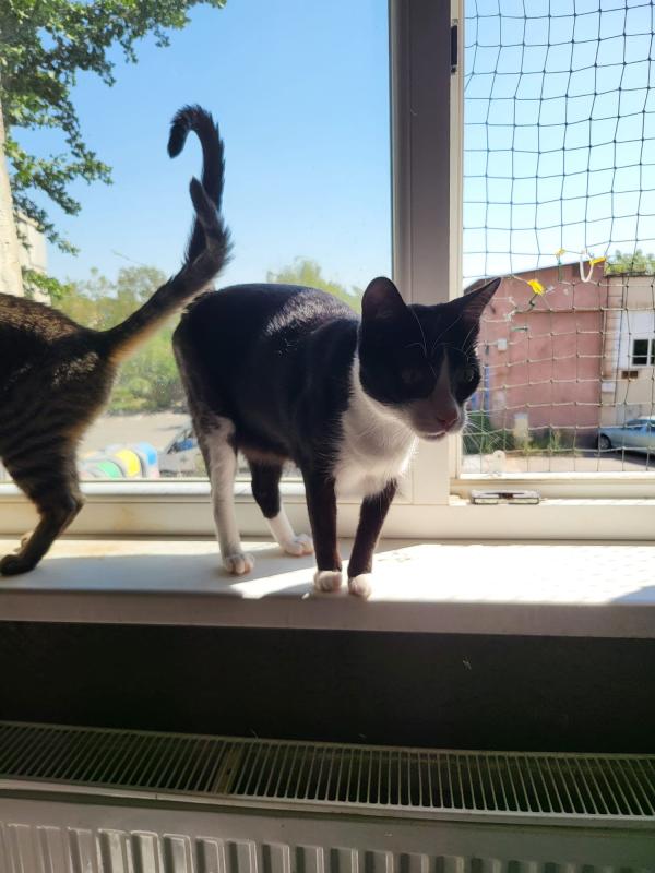 Sylvie