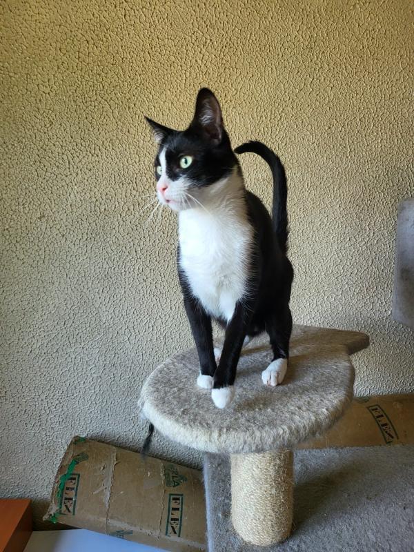 Sylvie