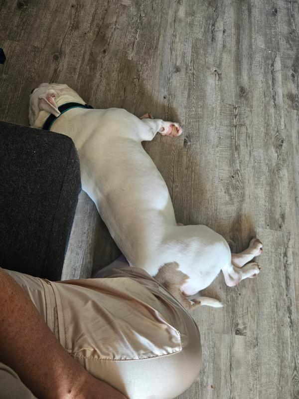 Jaxx