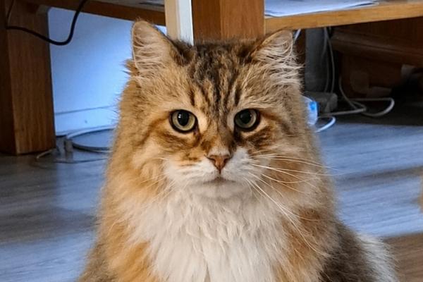 Kito
