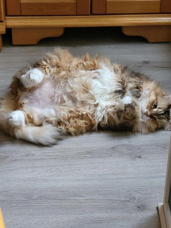 Kito