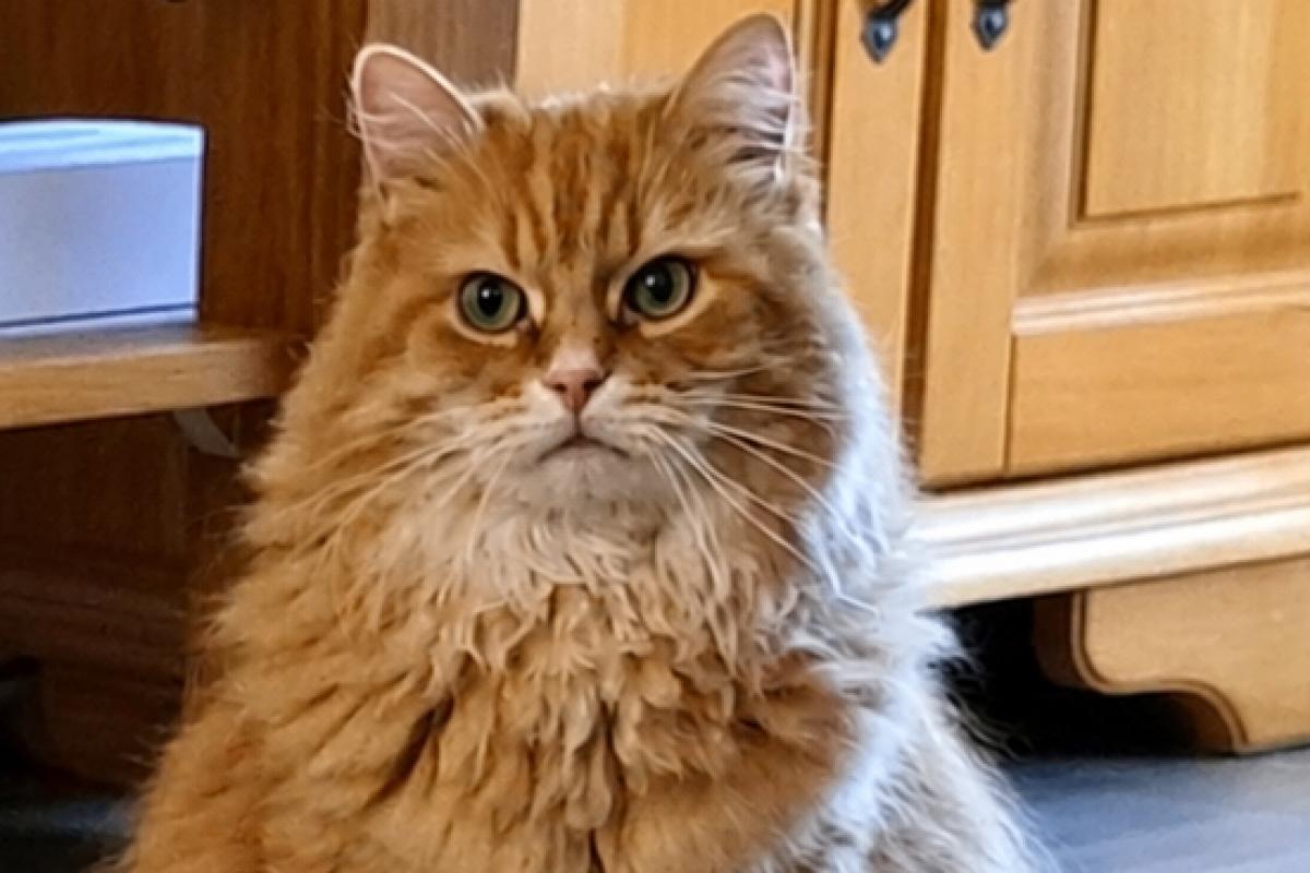 Kumar