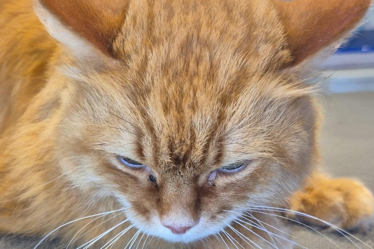 Kumar