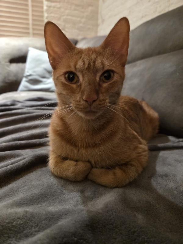 Zoomy